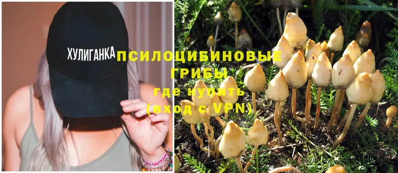 Галлюциногенные грибы MAGIC MUSHROOMS  Новозыбков 